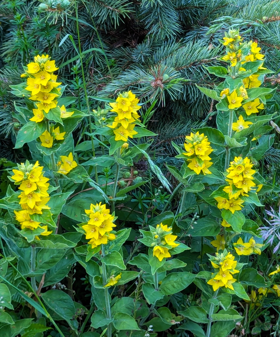 Yellow losestrife flowers with green leaves growing near pine tree branches