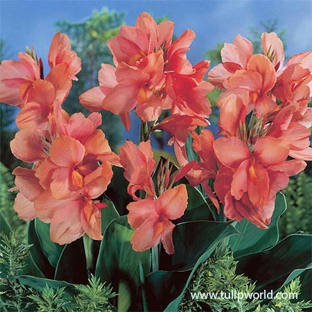 Pink Canna Flowers