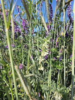Close-up of tall grasses and wildflowers with purple and pale yellow blooms under a blue sky