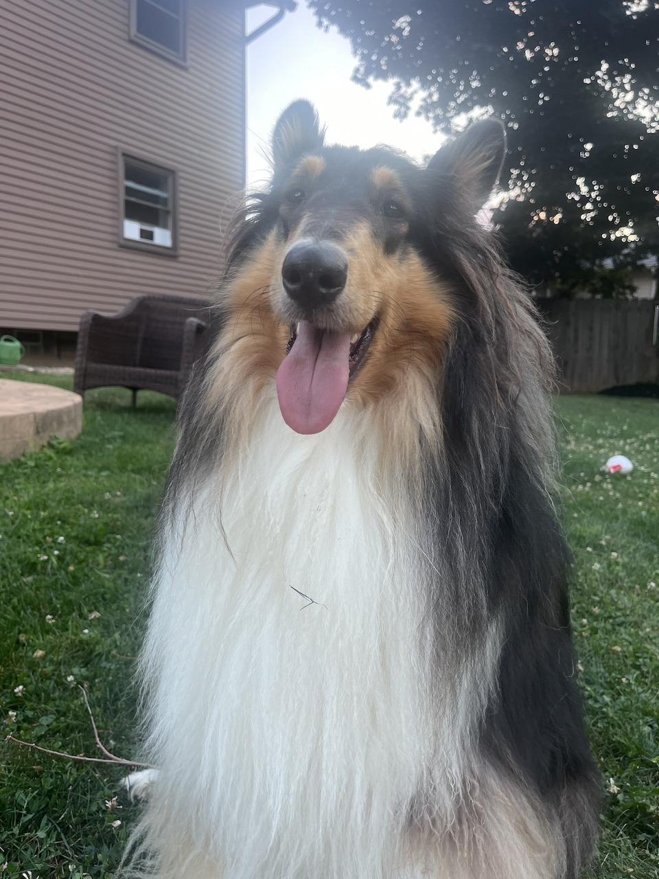 Colie Dog in Backyard