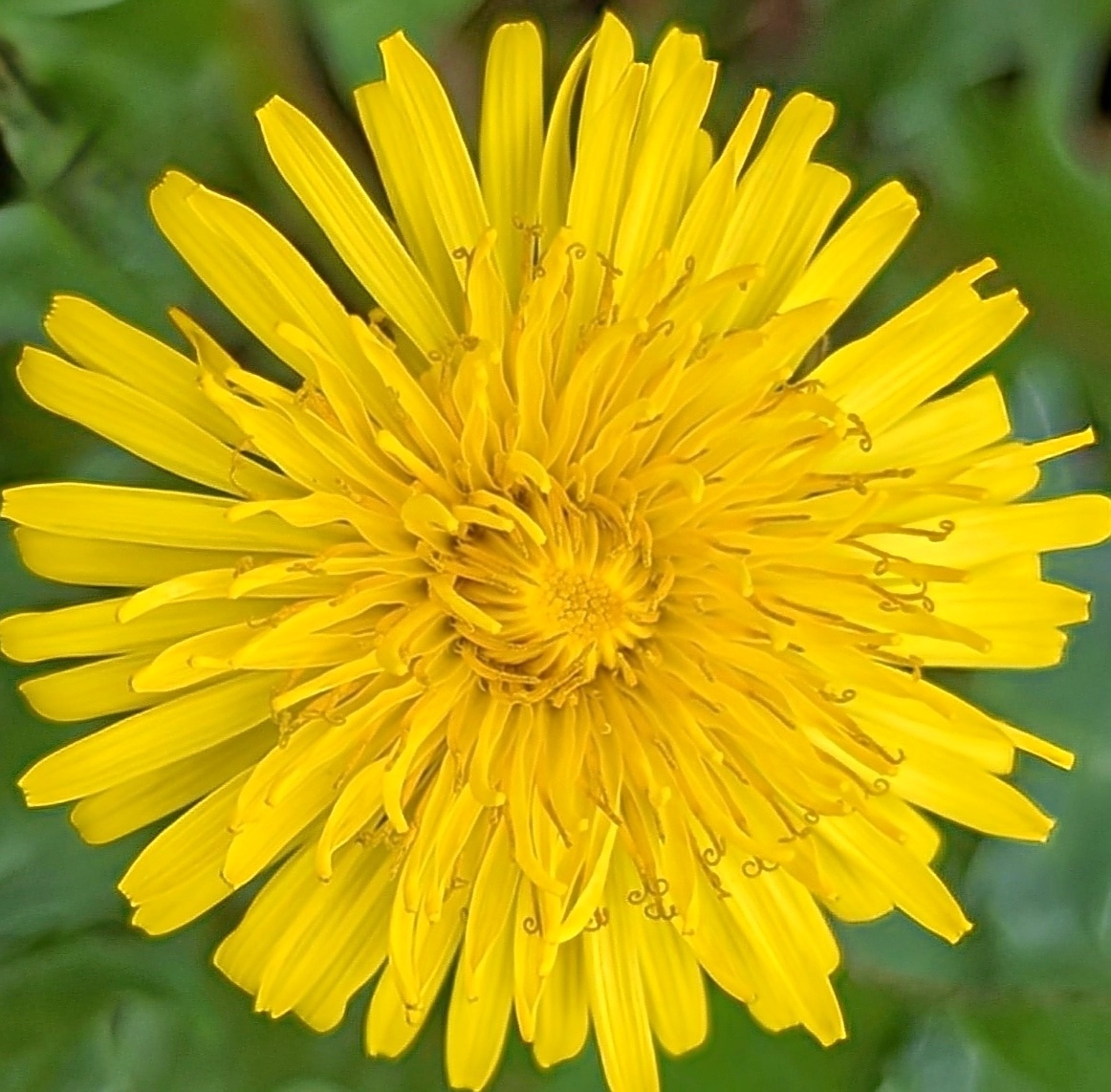 Bright yellow dandelion flower in full bloom with radiating petals on green background
