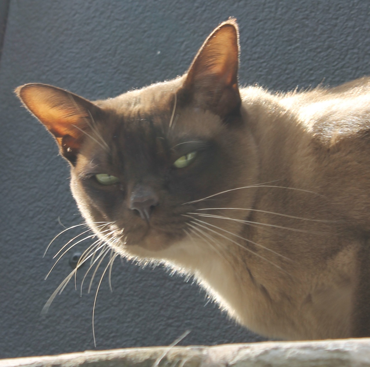 Close-up of a grumpy Siamese cat lit by warm sunlight against a dark background