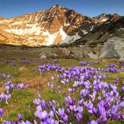Field of purple crocus flowers in an alpine meadow with a snow-capped mountain peak in the background.