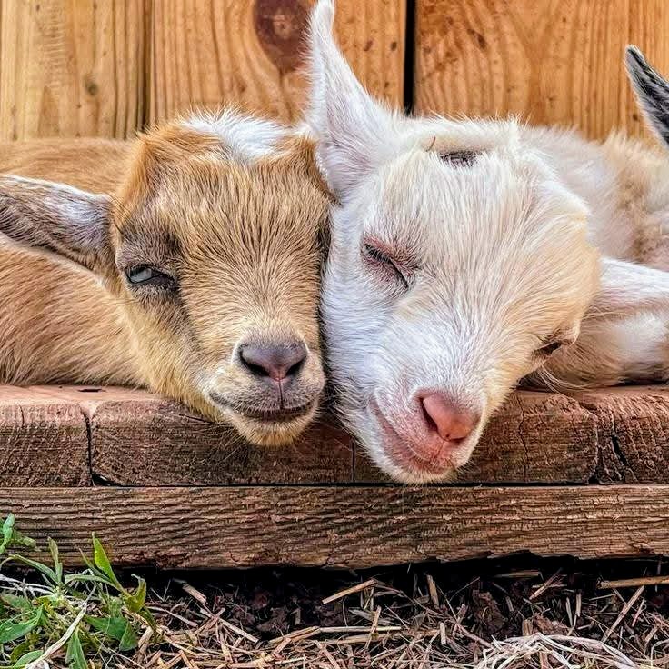 Two baby goats resting together on weathered wood in a barn