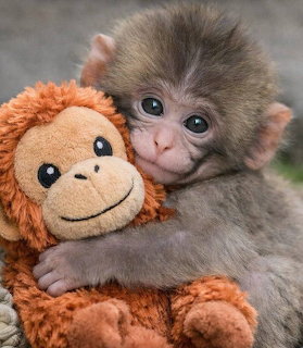 Baby Monkey with Toy