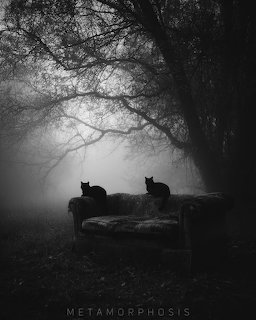 Two black cats sitting on a weathered couch outdoors in a fogy forest, black and white photo