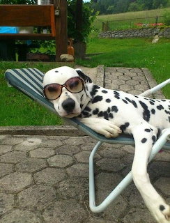 Dalmatian dog wearing sunglasses lounging on a blue folding chair in a garden
