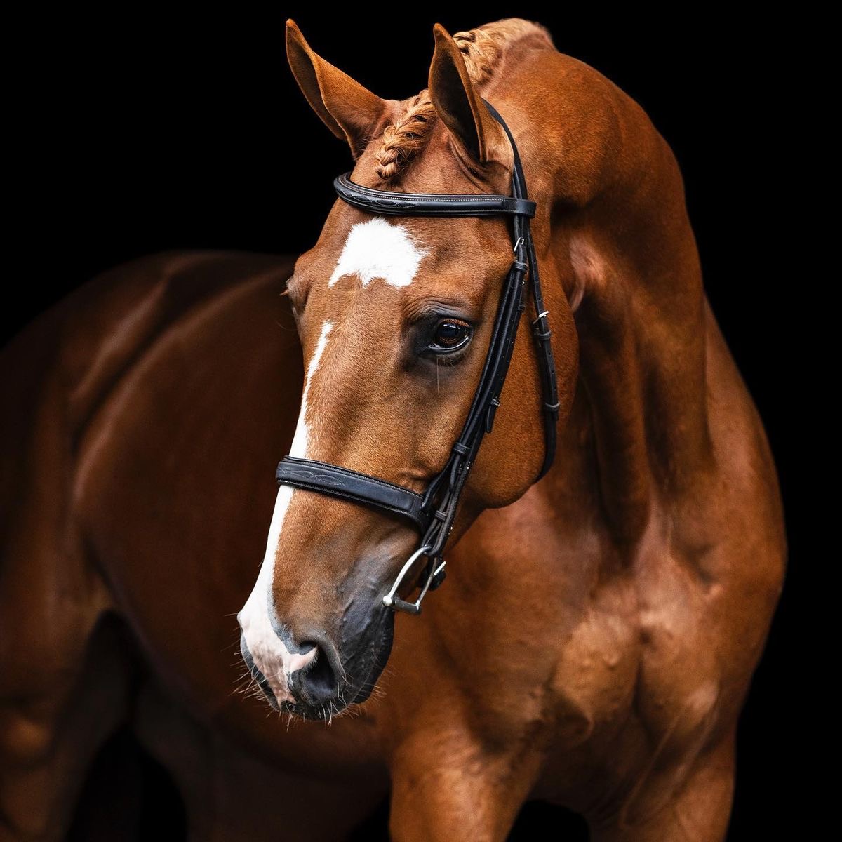 Chestnut horse with white blaze and black bridle in profile against black background