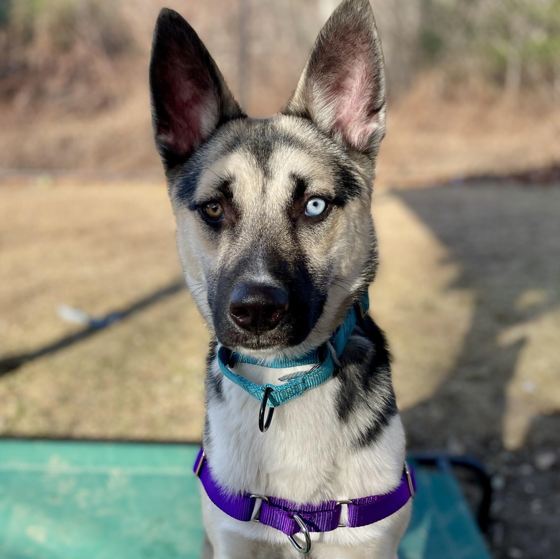 Husky dog with blue eyes and turquoise collar looking at camera outdoors