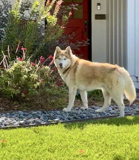 Husky by Front Door