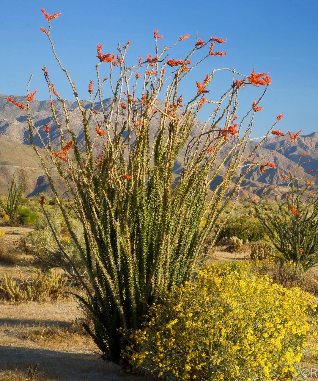 Tall ocotillo cactus with red flowers in desert landscape with mountains and yellow blooms