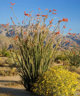 Blooming Desert Ocotillo Cactus