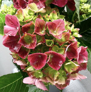 Close-up of a pink hydrangea flower cluster with green-edged petals and dark leaves