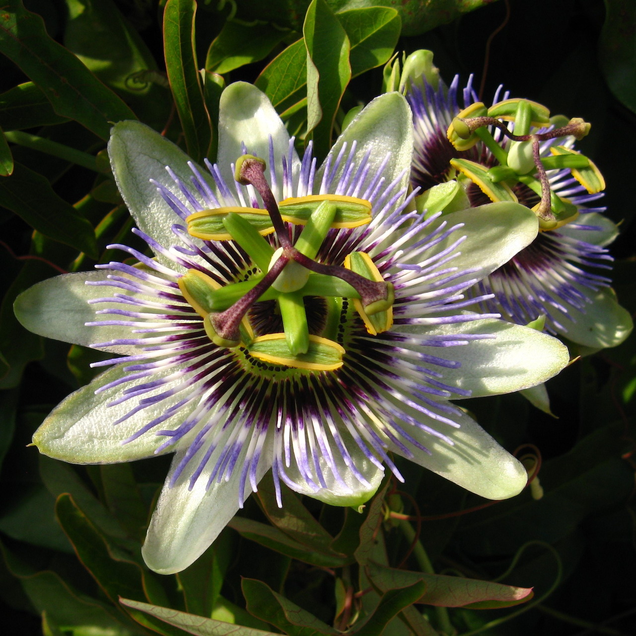 Passion Flower Closeup