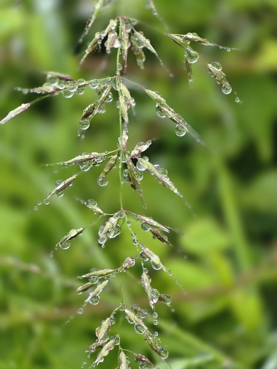 Raindrops on Grass
