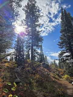 Tall pine trees with sun shining through branches against blue sky with autumn foliage on forest trail