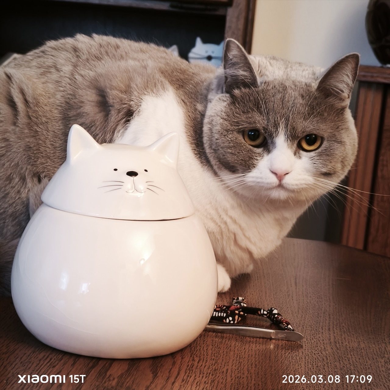 Gray and white cat sitting next to a white cat-shaped ceramic mug on a table