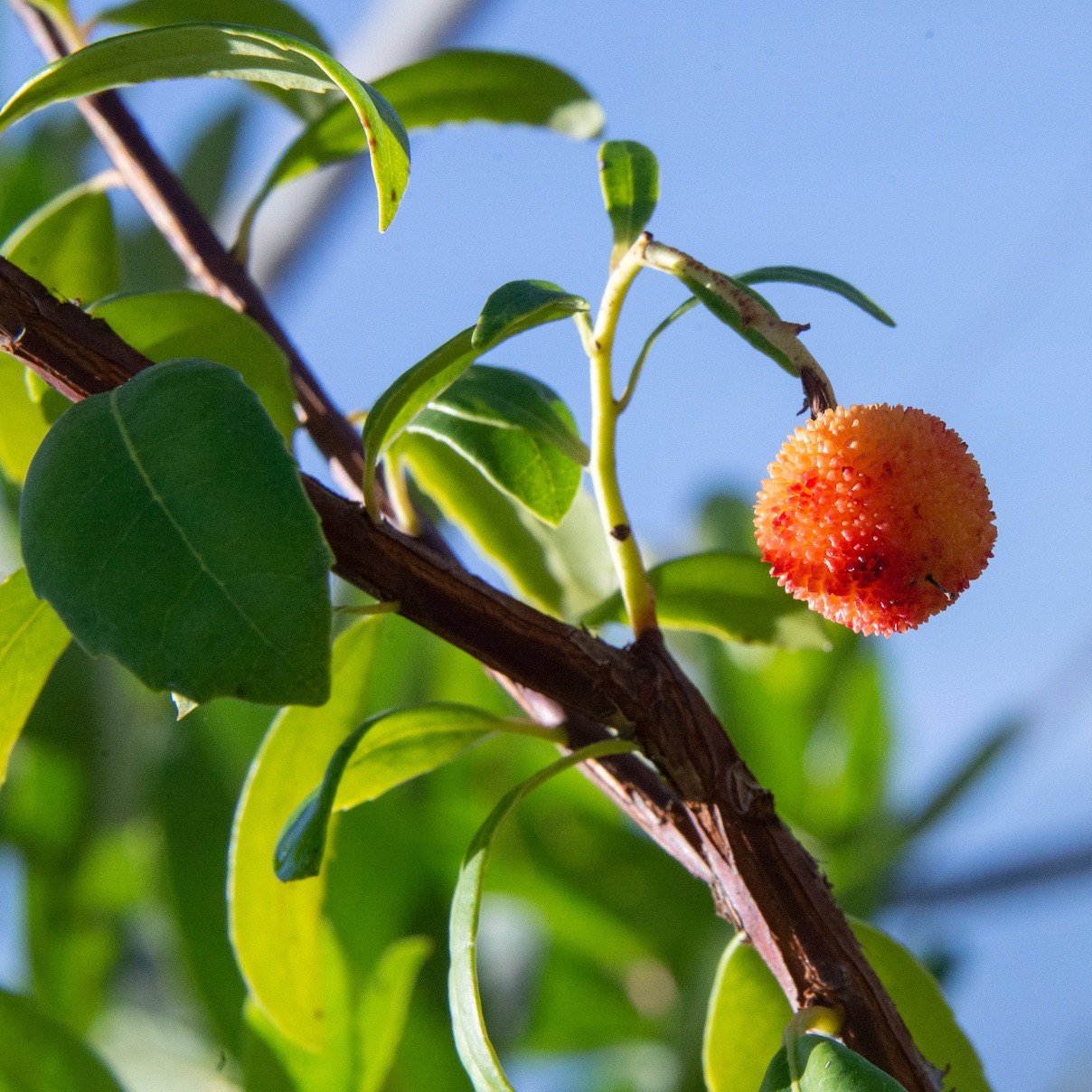 Orange round fruit with fuzzy texture on tree branch with green leaves and blue sky background