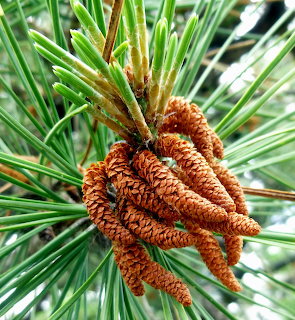 Close-up of brown pine cones clustered among green pine needles