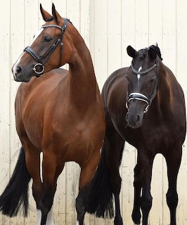 Brown and black horses standing side by side against a light wooden wall.