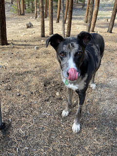 Black and white dog with tongue out standing in pine forest campground