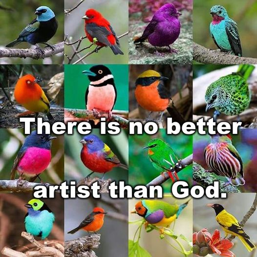 Collage of colorful birds including tanagers, sunbirds, and other exotic species on branches