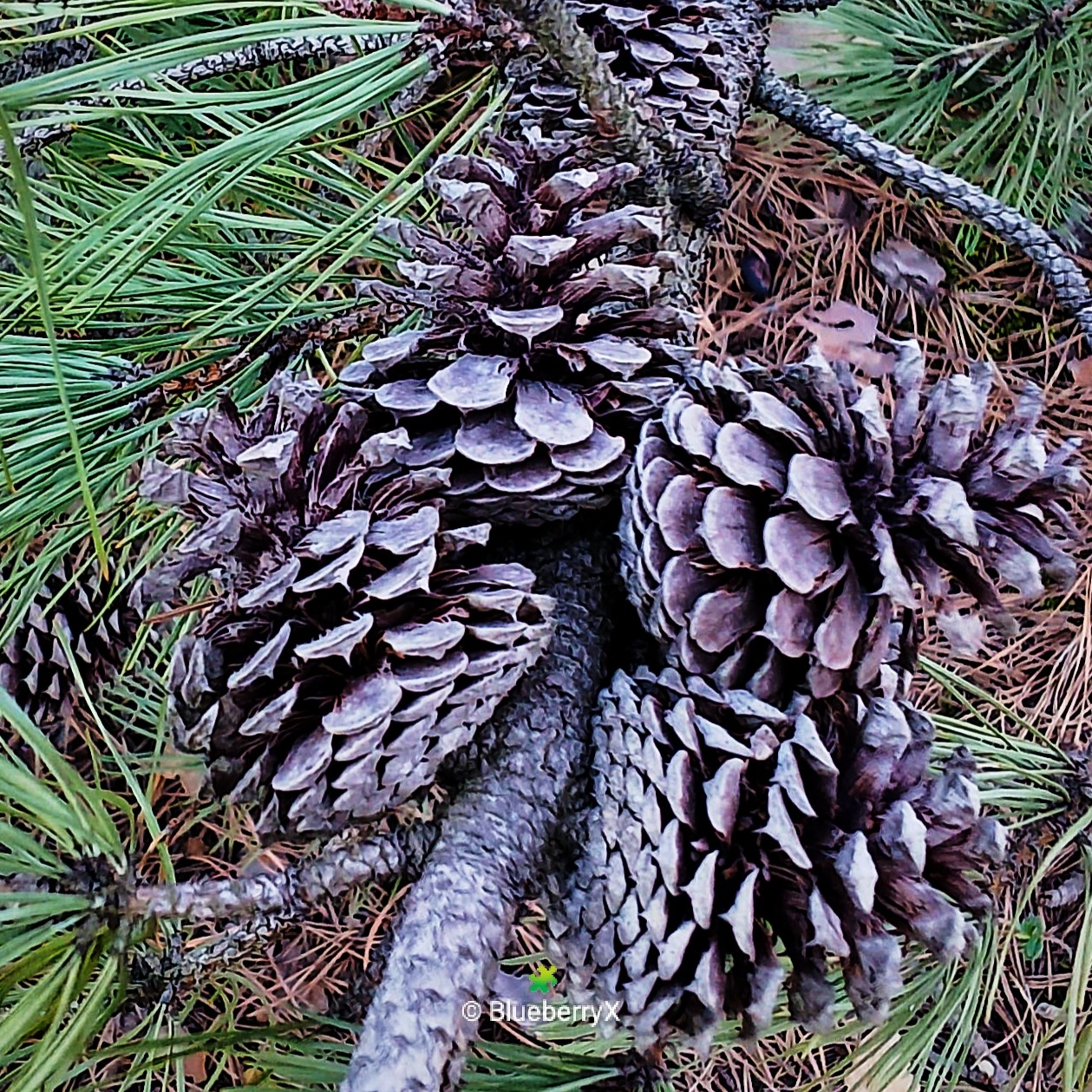 Bracket fungi growing on decaying wood with pine needles