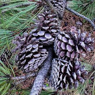 Forest Floor Fungi