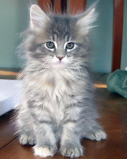 Gray tabby Maine Coon kitten with blue eyes and fluffy fur sitting and looking at camera