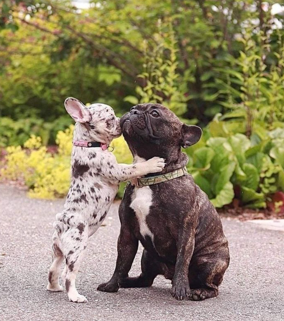 Merle French Bulldog puppy standing on hind legs touching a seated brindle French Bulldog outdoors