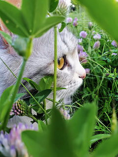 Close-up of a fluffy gray cat among green leaves and purple garden flowers