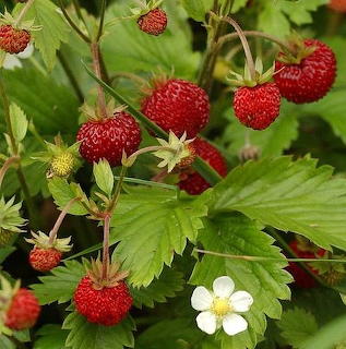 Red wild strawberries growing on plant with green leaves and white flower