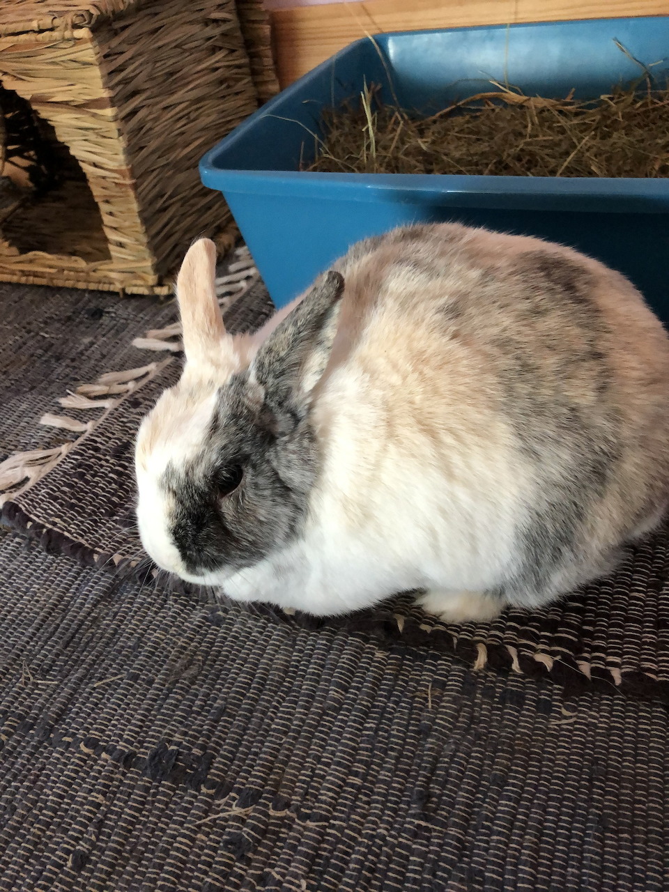 Angel Bunny Tapsi