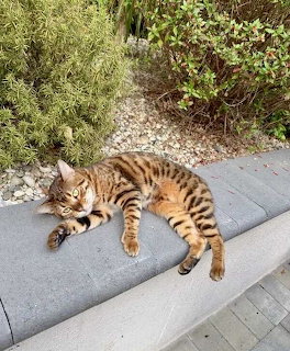 Bengal cat with distinctive stripes lounging on a grey step in a sunny garden