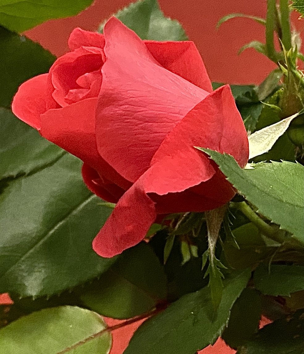 Bouquet of red roses with green leaves