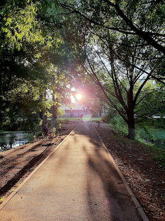 Sunlit tree-lined pathway in a park with long shadows and green foliage