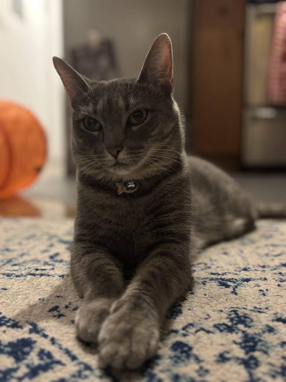 Gray tabby cat with collar resting on a blue rug indoors, looking directly at the camera.