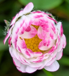 Close-up of a pink and white double daisy flower with yellow center against green background