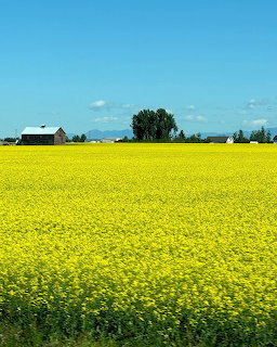 Bright yellow canola field with a small barn and trees in the background under a blue sky
