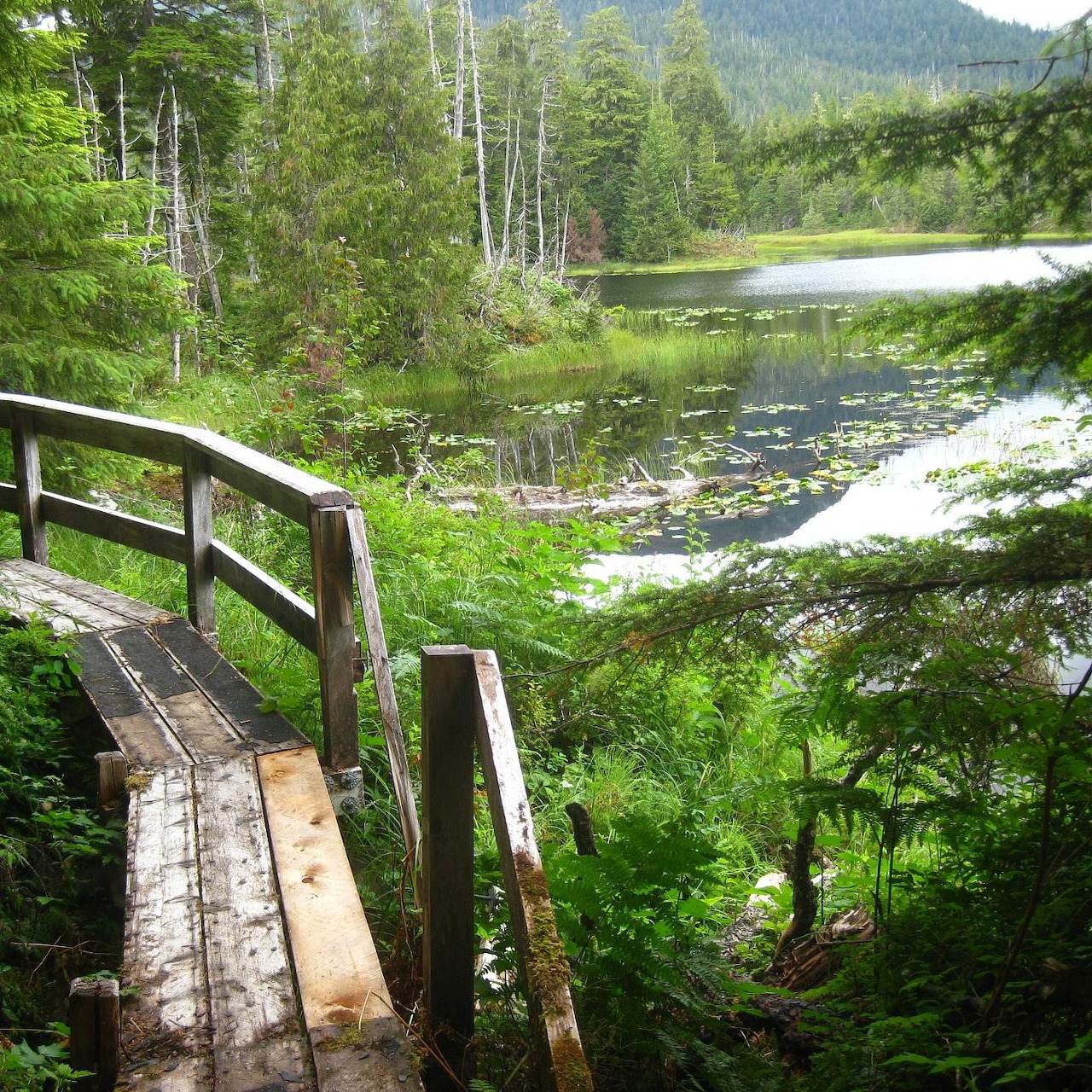Wooden trail bridge beside a forest lake with lily pads and mountains beyond