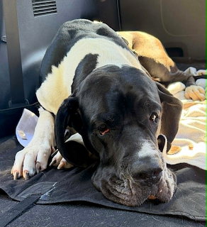 Black and White Great Dane Resting