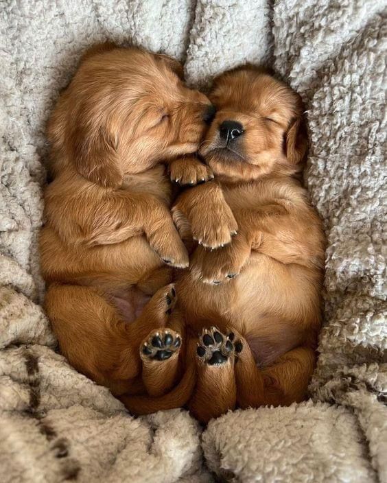 Two golden retriever puppies cuddling on white blanket