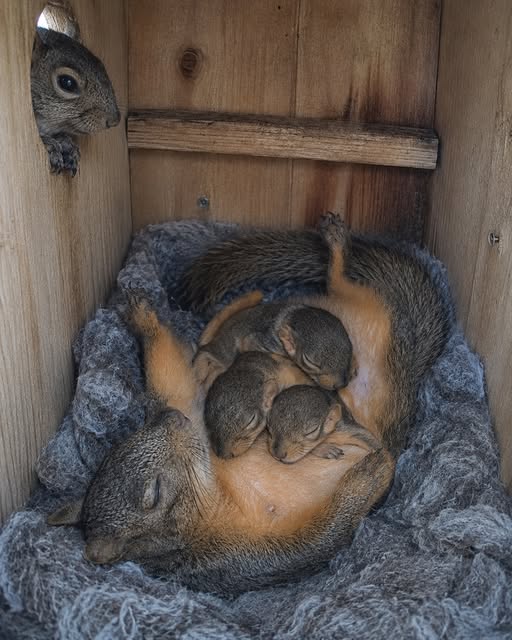 Sleeping Puppies in Wooden Crate