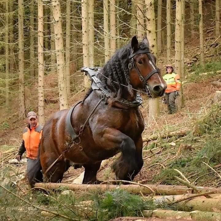 Brown draft horse in harness pulling logs through forest with workers in orange safety vests