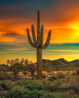 Saguaro cactus silhouetted against vibrant orange sunset sky in desert with mountains