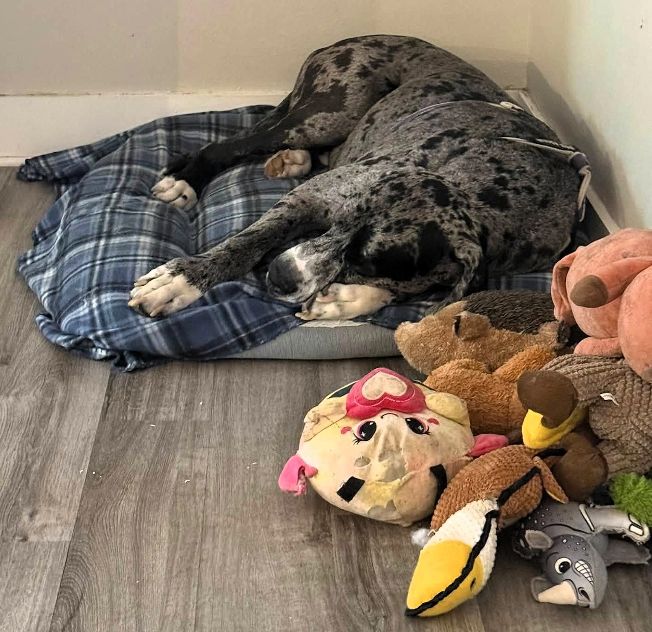 Large merle dog sleeping on a plaid bed next to a pile of stuffed toys on a gray floor