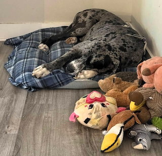 Sleeping Dog With Stuffed Toys