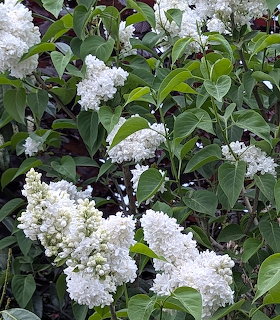 White lilac flower clusters with green foliage in spring bloom