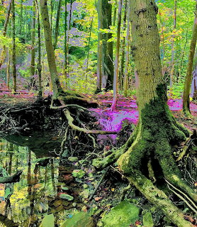 Altered photo of mosy trees with exposed roots near still water in a colorful forest