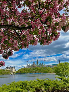 Pink cherry blossoms with Ottawa Parliament Hill and river in background under blue sky